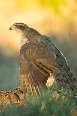Adult female Northern goshawk protecting its prey in a Mediterranean forest with the last light of the afternoon