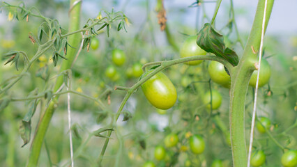 plants in a garden The product has a spherical shape, is green and not yet fully ripe. The color tone of the picture is natural. The face is clear and the background is blurred. Looks three-dimensiona