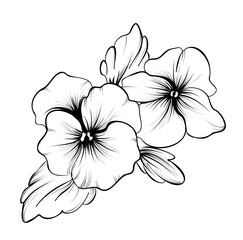 hand drawing of a bouquet of flowers pansies vector