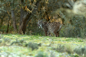 Adult female Iberian Lynx in her territory in the first light of sunrise on a cold winter day in a Mediterranean forest