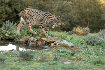 Iberian Lynx in a Mediterranean forest with the first lights of a cold winter day