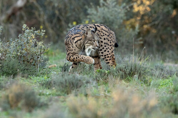 Adult female Iberian Lynx walking through her territory within a Mediterranean forest at the first...