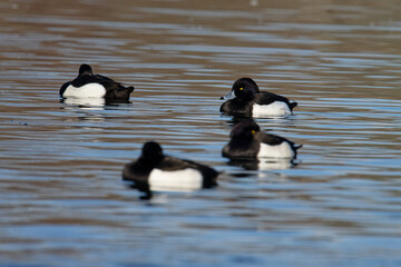 Fuligule morillon - morillon huppé - Aythya fuligula 