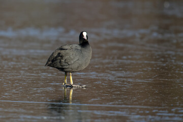 Foulque macroule - Fulica atra