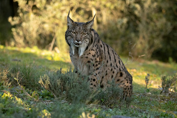 Iberian Lynx in a Mediterranean forest with the first lights of a cold winter day