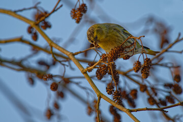  Tarin des aulnes - Spinus spinus
