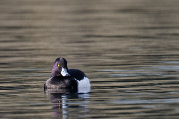  Fuligule morillon - morillon huppé - Aythya fuligula 
