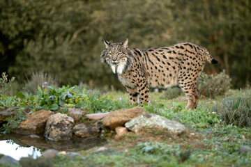 Naklejka na ściany i meble Adult female Iberian Lynx walking through her territory within a Mediterranean forest at the first lights of a cold January day