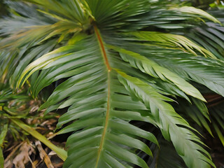 green palm tree leaf