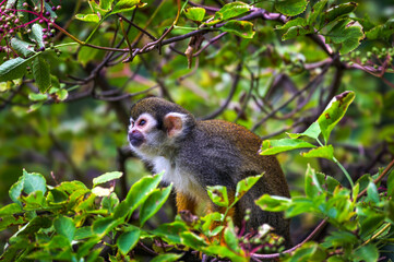Common squirrel monkey sitting on a tree branch in lush foliage.