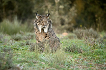 Fototapeta premium Iberian Lynx in a Mediterranean forest with the first lights of a cold winter day