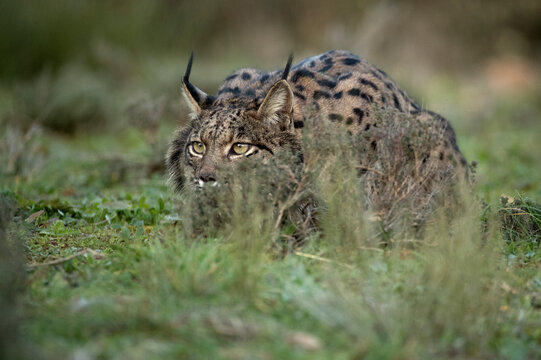 Adult male Iberian Lynx in a Mediterranean oak forest at first light on a cold winter day