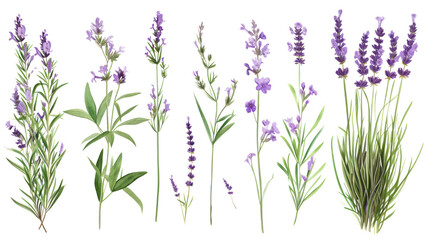 Fototapeta na wymiar Set of collection lavender objects isolated on a transparent background, blades of grass and flowers in watercolor style