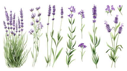 Naklejka premium Set of collection lavender objects isolated on a transparent background, blades of grass and flowers in watercolor style