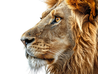 Naklejka premium Lion Side View Face Shot Isolated on Transparent or White Background, PNG