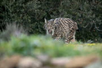 Adult female Iberian Lynx walking through her territory within a Mediterranean forest at the first lights of a cold January day