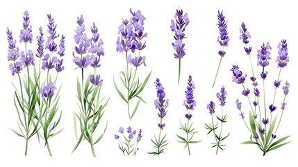 Set of collection lavender objects isolated on a transparent background, blades of grass and...