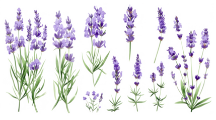 Set of collection lavender objects isolated on a transparent background, blades of grass and flowers in watercolor style