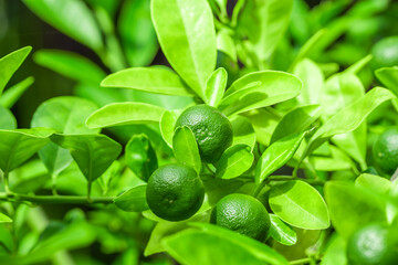 Lemon tree on farm. Green lime fruit on green branches