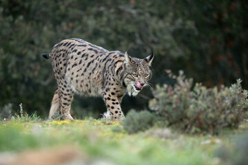 Adult female Iberian Lynx walking through her territory within a Mediterranean forest at the first lights of a cold January day