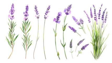 Set of collection lavender objects isolated on a transparent background, blades of grass and flowers in watercolor style