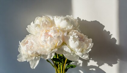 白いシャクヤクの花束