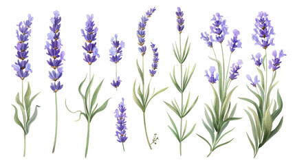 Set of collection lavender objects isolated on a transparent background, blades of grass and flowers in watercolor style - obrazy, fototapety, plakaty