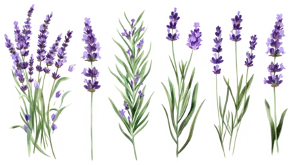 Poster Set of collection lavender objects isolated on a transparent background, blades of grass and flowers in watercolor style © ND STOCK