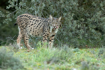 Iberian Lynx in a Mediterranean forest with the first lights of a cold winter day