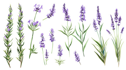 Fototapeta na wymiar Set of collection lavender objects isolated on a transparent background, blades of grass and flowers in watercolor style