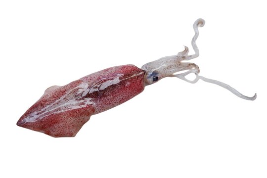 Fresh Raw Squid or cuttlefish on isolated white background. Sefalopoda or Cephalopoda. Loligo Vulgaris. Seafood.