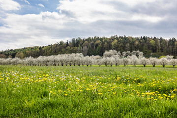 Cherry blossom on the hills around Pretzfeld, Germany in Franconian Switzerland