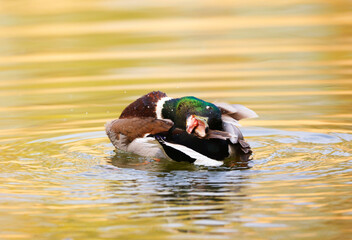 Mallard Duck is cleaning its Plumage in a Park, Germany, Europe