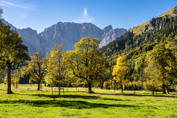 maple trees at Ahornboden, Karwendel mountains, Tyrol, Austria