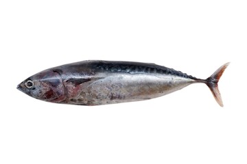 Euthynnus affinis, the mackerel tuna, little tuna, wavyback skipjack tuna, kawakawa, or tongkol isolated on white background 