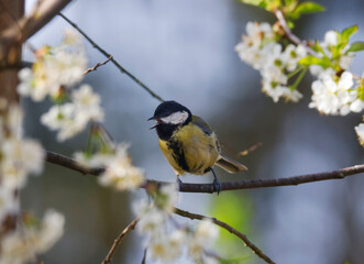 Great tit (Parus Major) sitting on a tree in the garden