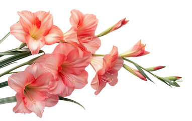 Delicate Gladiolus Beauty On Transparent Background.