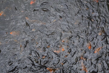 Fish in lake water