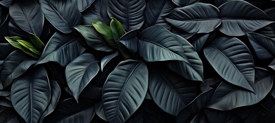 Tropical dark nature concept  abstract black leaves texture background with copy space