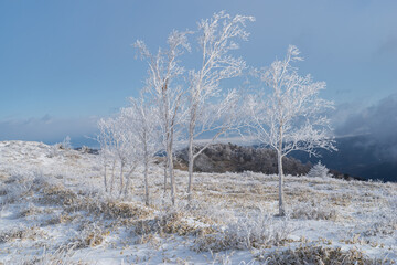 雪景色の高原の霧氷
