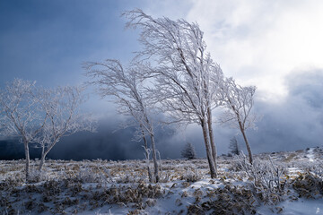 雪景色の高原の霧氷