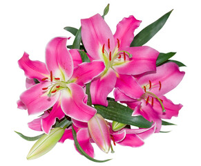 Obraz na płótnie Canvas pink lilly isolated png