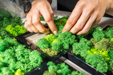 Close-up of woman hands gluing stabilized moss. Process of working with decorative reindeer moss....