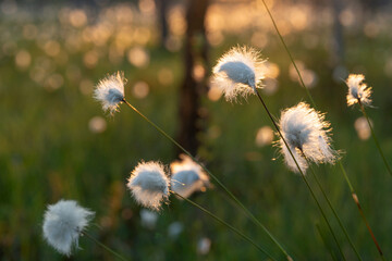 Cottongrass in the warm light of a summer evening