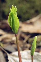 Herb Paris, Paris quadrifolia