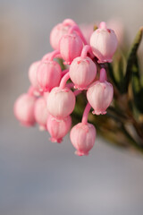 Fototapeta premium Bog rosemary in bloom