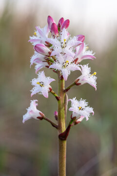 Bogbean in bloom