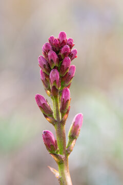 Bogbean buds
