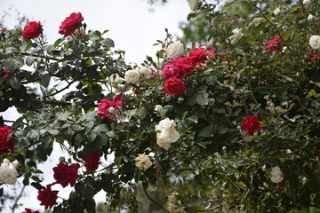 Iconic Flowers of Mountains