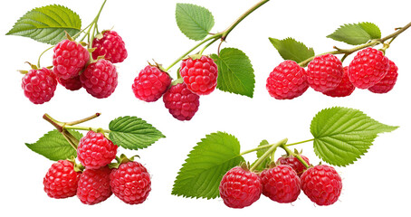 Set of branches with delicious, ripe raspberries, cut out - obrazy, fototapety, plakaty